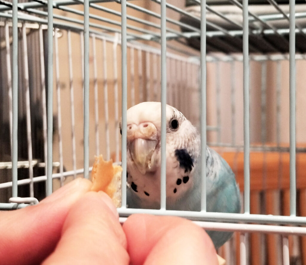 パンを食べるインコたち