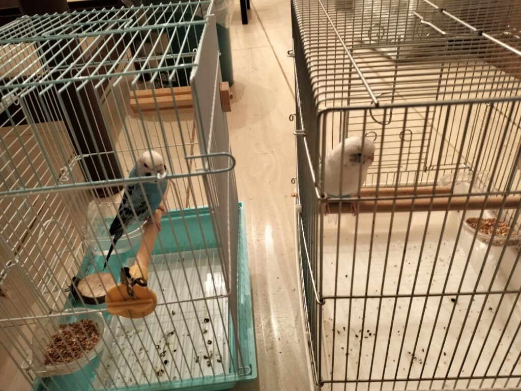 作業場のマメツブ