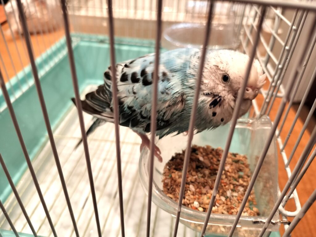 水浴びするツブちゃん