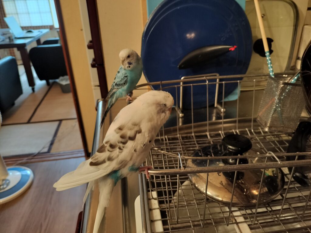 横並びのマメツブ