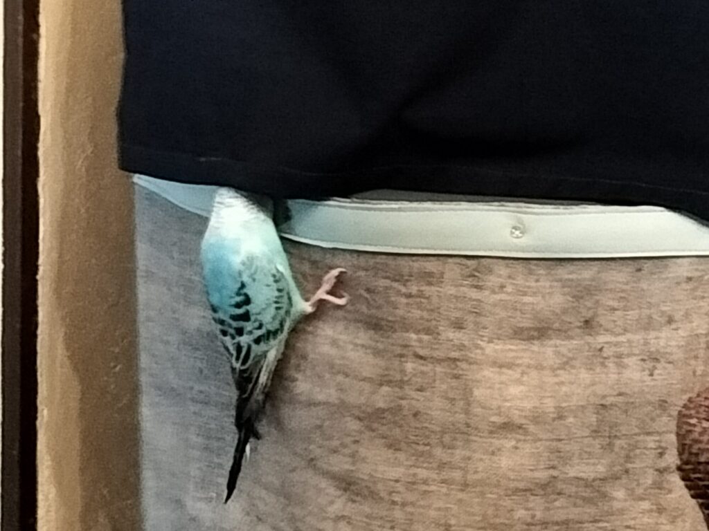 ツブちゃんの営巣