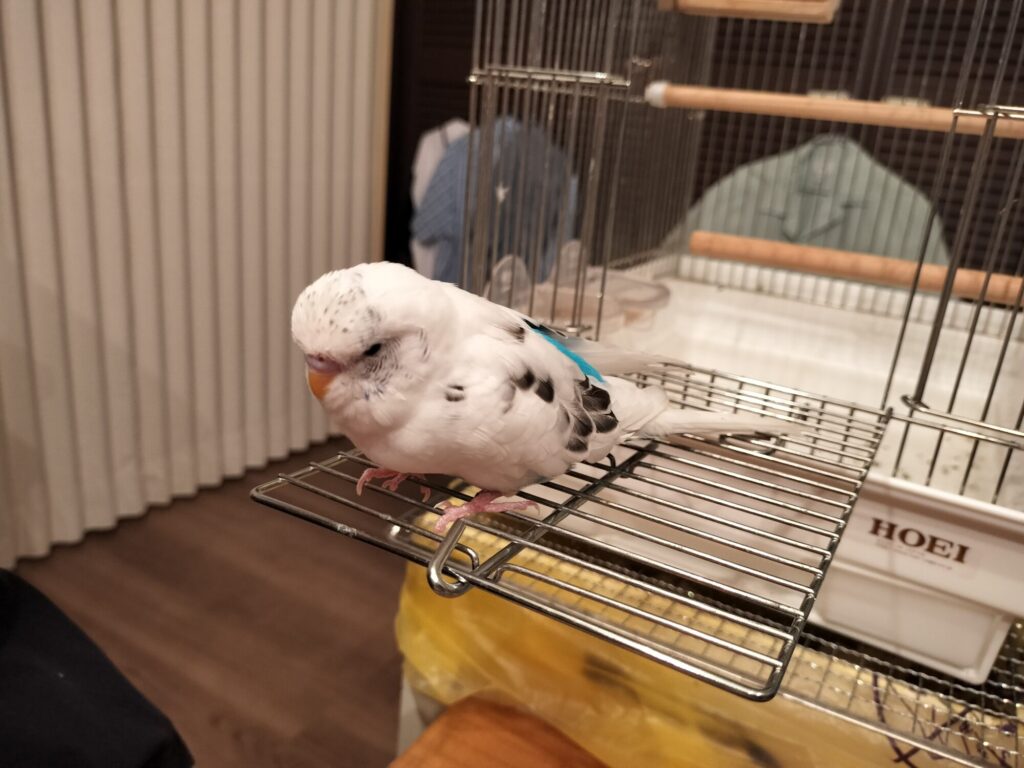 今日のマメツブ