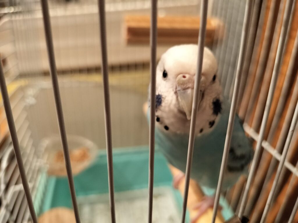 今日のマメツブ