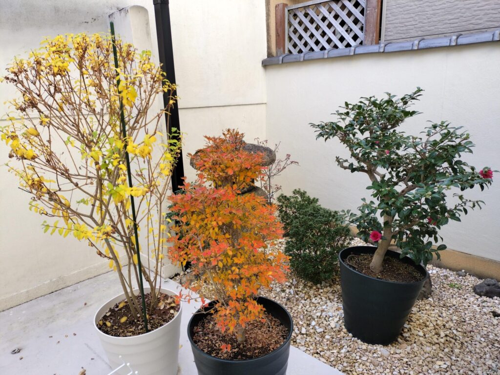 カモノウシオの庭