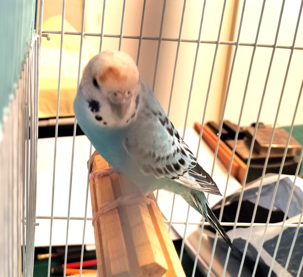 醤油頭のツブちゃん