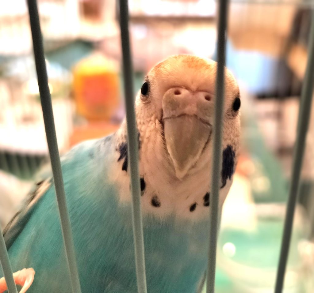 醤油頭のツブちゃん