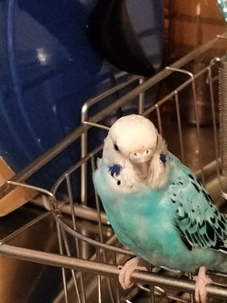 マメツブ
セキセイインコ