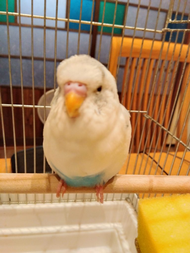 マメ セキセイインコ