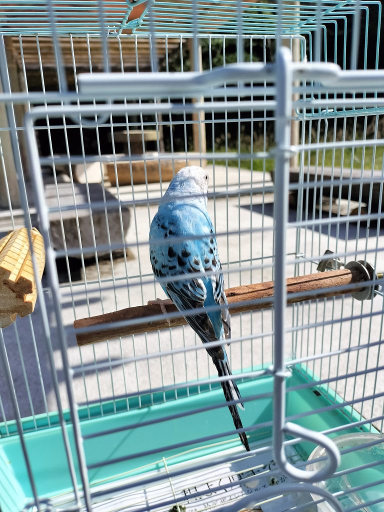 インコ　ツブちゃん